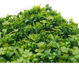 Alternative view of Cerco Muro Pared Planta Artificial Hoja Tartagal 50x50cm Uv