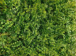 Alternative view of Cerco Muro Pared Planta Artificial Hojas Amazonas 50x50cm Uv