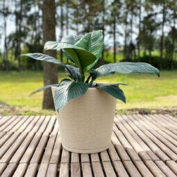 Maceta Plástico Rotomoldeada Cono