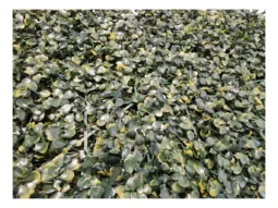 Alternative view of Cerco Muro Pared Planta Artificial Sintético Hoja Ch 40x60