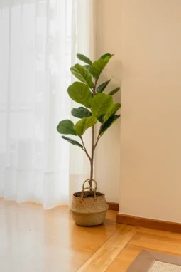Planta Artificial Grnade Decoracion Hoja Violin 120cm