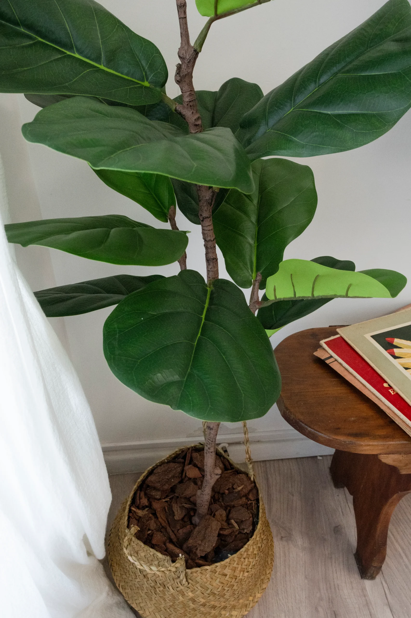 Planta Artificial Grnade Decoracion Hoja Violin 120cm - Imagen 4